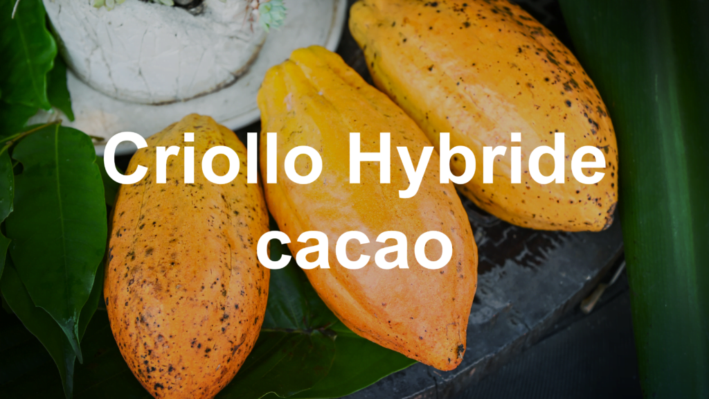 Voorbeeld criollo hybride cacao