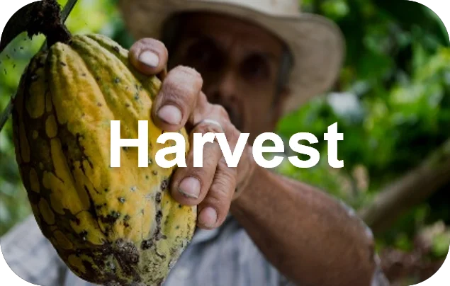 Fueling You - Harvest