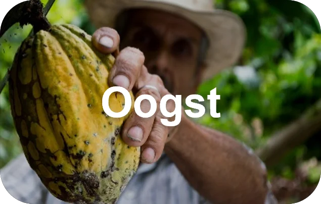Cacao oogst