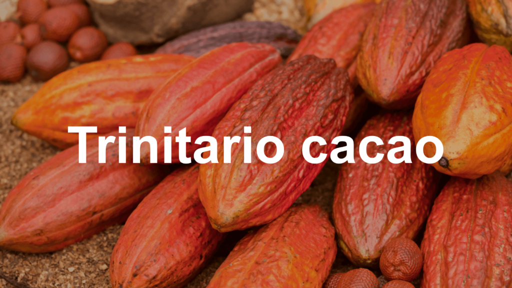 Trinitario cacao example