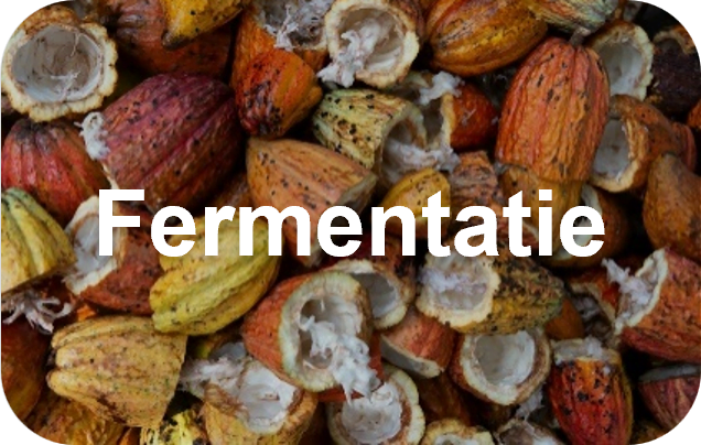 Cacao fermentatie